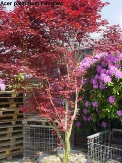 Japanse Esdoorn (Acer Palmatum 'Fireglow') -DIRECTPLANT Winkel 20120220091058 11