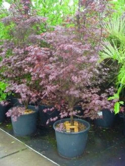 Japanse Esdoorn (Acer Palmatum 'Fireglow') -DIRECTPLANT Winkel 20120220091129 11