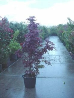 Japanse Esdoorn (Acer Palmatum 'Fireglow')