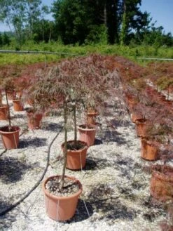 Japanse Esdoorn (Acer Palmatum 'Garnet') -DIRECTPLANT Winkel 20120220092410 12 1