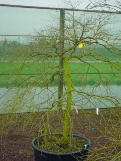 Japanse Esdoorn (Acer Palmatum 'Ornatum') 15 Japanse Esdoorn (Acer Palmatum 'Ornatum') -DIRECTPLANT Winkel 20120220092604 11