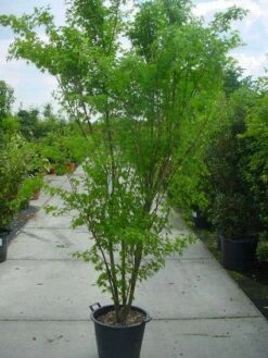 Japanse Esdoorn (Acer Palmatum) -DIRECTPLANT Winkel 20120220092844 11