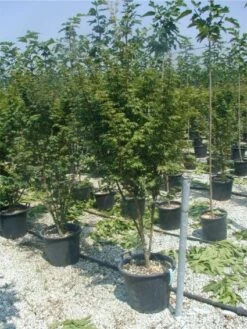 Japanse Esdoorn (Acer Palmatum) -DIRECTPLANT Winkel 20120220093454 11