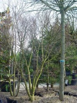 Japanse Esdoorn (Acer Palmatum) -DIRECTPLANT Winkel 20120220093531 11