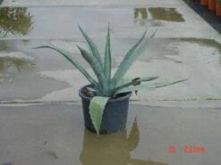 Agave (Agave Americana) -DIRECTPLANT Winkel 20120220095820 3