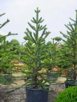 Apeboom (Araucaria Araucana) -DIRECTPLANT Winkel 20120220101005 17 1