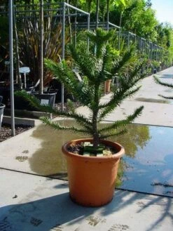 Apeboom (Araucaria Araucana) -DIRECTPLANT Winkel 20120220101040 17 1