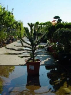 Apeboom (Araucaria Araucana) -DIRECTPLANT Winkel 20120220101108 17 1