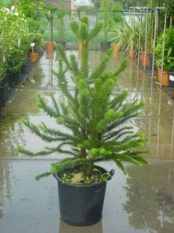 Apeboom (Araucaria Araucana) -DIRECTPLANT Winkel 20120220101134 17