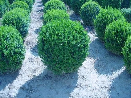 Buxusbol (Buxus Sempervirens, Bolvorm) 4 Buxusbol (Buxus Sempervirens, Bolvorm) - Afbeelding 2