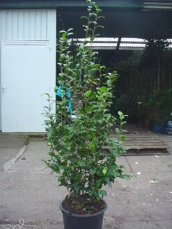 Camelia (Camellia, Rood) -DIRECTPLANT Winkel 20120220112520 60 12 1