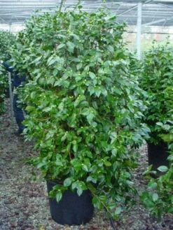 Camelia (Camellia, Rood) 21 Camelia (Camellia, Rood) -DIRECTPLANT Winkel 20120220112609 60 12