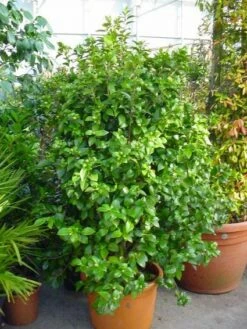 Camelia (Camellia, Wit) -DIRECTPLANT Winkel 20120220112651 5 1