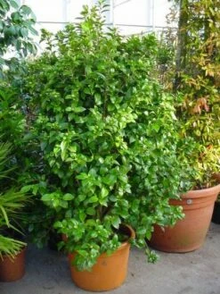 Camelia (Camellia, Rose) -DIRECTPLANT Winkel 20120220112744 20 4 1