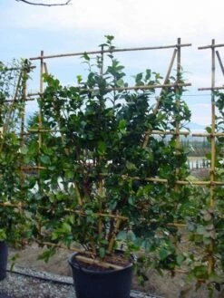 Camelia Als Leivorm (Camellia Japonica) -DIRECTPLANT Winkel 20120220112828 2