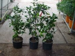 Camelia (Camellia, Rood) -DIRECTPLANT Winkel 20120220112914 60 12 1