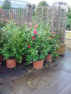 Camelia (Camellia, Rose) -DIRECTPLANT Winkel 20120220113125 20 4 2