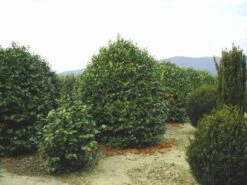 Camelia (Camellia, Rood) 17 Camelia (Camellia, Rood) -DIRECTPLANT Winkel 20120220113515 24 12 12