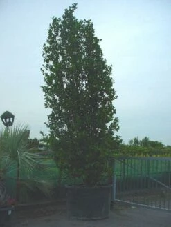 Camelia (Camellia, Rose)