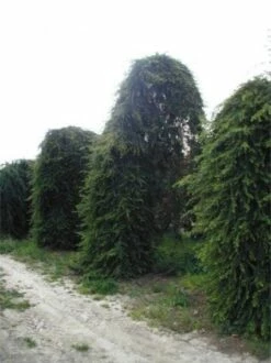 Treurceder (Cedrus Deodara 'Pendula') -DIRECTPLANT Winkel 20120220142152 13