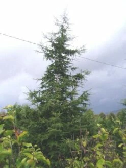 Libanonceder (Cedrus Libani) -DIRECTPLANT Winkel 20120220143307 17