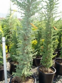 Zuilvormige Ceder (Cedrus Libani 'Fastigiata') 21 Zuilvormige Ceder (Cedrus Libani 'Fastigiata') -DIRECTPLANT Winkel 20120220143513 11