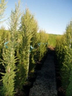 Zuilvormige Ceder (Cedrus Libani 'Fastigiata') 18 Zuilvormige Ceder (Cedrus Libani 'Fastigiata') -DIRECTPLANT Winkel 20120220143559 11