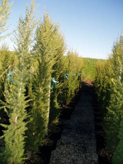 Zuilvormige Ceder (Cedrus Libani 'Fastigiata') 4 Zuilvormige Ceder (Cedrus Libani 'Fastigiata') - Afbeelding 2