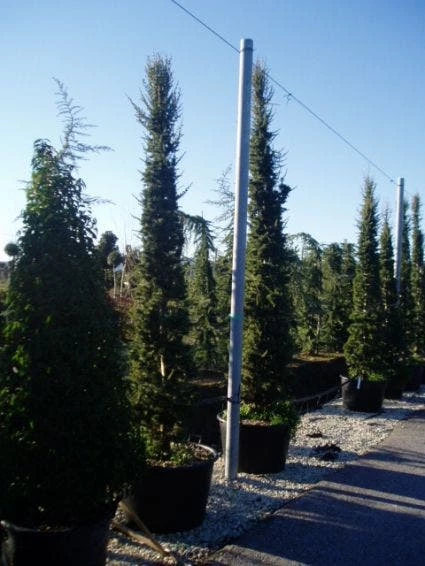 Zuilvormige Ceder (Cedrus Libani 'Fastigiata') 10 Zuilvormige Ceder (Cedrus Libani 'Fastigiata') - Afbeelding 8