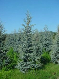 Atlasceder (Cedrus Libani 'Glauca') -DIRECTPLANT Winkel 20120220143808 23