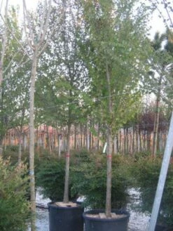 Judasboom (Cercis Siliquastrum) 17 Judasboom (Cercis Siliquastrum) -DIRECTPLANT Winkel 20120220144824 10