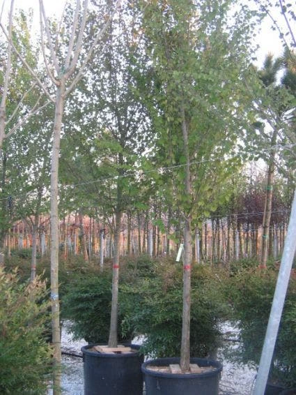 Judasboom (Cercis Siliquastrum) 9 Judasboom (Cercis Siliquastrum) - Afbeelding 7