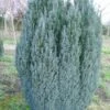 Cypres (Chamaecyparis Lawsoniana 'Ellwoodii') -DIRECTPLANT Winkel 20120220145022 6