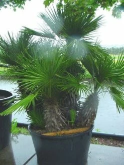 Dwergpalm (Chamaerops Humilis 'Vulcano') -DIRECTPLANT Winkel 20120220145217 8