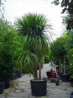 Cordyline (Cordyline Australis) 19 Cordyline (Cordyline Australis) -DIRECTPLANT Winkel 20120220150047 8