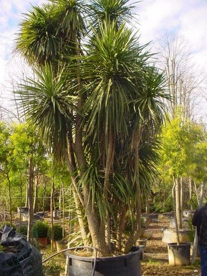 Cordyline (Cordyline Australis) 5 Cordyline (Cordyline Australis) - Afbeelding 3