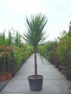 Cordyline (Cordyline Australis) 17 Cordyline (Cordyline Australis) -DIRECTPLANT Winkel 20120220150220 8