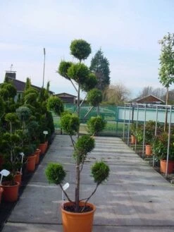 Cupressocyparis Als Bonsai (Cupressocyparis Leylandii 'Castlewellan Gold' ) 7 Cupressocyparis Als Bonsai (Cupressocyparis Leylandii 'Castlewellan Gold' ) -DIRECTPLANT Winkel 20120220151242 7