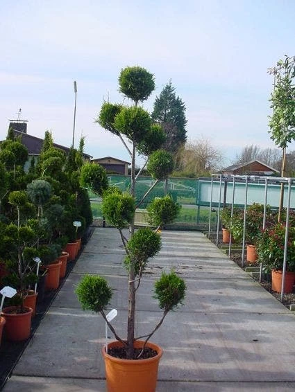 Cupressocyparis Als Bonsai (Cupressocyparis Leylandii 'Castlewellan Gold' ) 4 Cupressocyparis Als Bonsai (Cupressocyparis Leylandii 'Castlewellan Gold' ) - Afbeelding 2