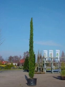 Italiaanse Cypres (Cupressus Sempervirens 'Stricta') -DIRECTPLANT Winkel 20120220154131 15