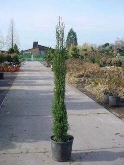 Italiaanse Cypres (Cupressus Sempervirens 'Stricta') -DIRECTPLANT Winkel 20120220154241 15