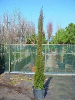 Italiaanse Cypres (Cupressus Sempervirens 'Stricta') -DIRECTPLANT Winkel 20120220154311 15