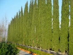 Italiaanse Cypres (Cupressus Sempervirens 'Stricta') -DIRECTPLANT Winkel 20120220154406 15