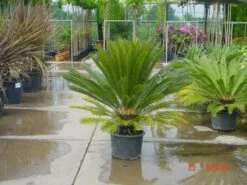 Cycaspalm (Cycas Revoluta) -DIRECTPLANT Winkel 20120220154507 5
