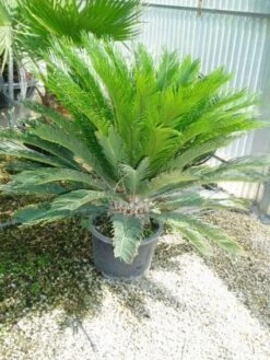 Cycaspalm (Cycas Revoluta) -DIRECTPLANT Winkel 20120220154549 5