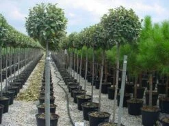 Olijfwilg Als Boom (Elaeagnus Pungens 'Maculata') -DIRECTPLANT Winkel 20120220160404 8