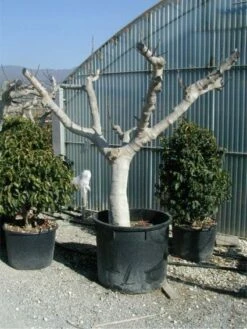 Vijg Als Solitair (Ficus Carica) -DIRECTPLANT Winkel 20120220162113 7