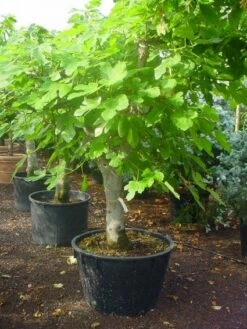 Vijg Als Solitair (Ficus Carica) -DIRECTPLANT Winkel 20120220162214 7