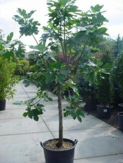 Vijg Op Stam (Ficus Carica) -DIRECTPLANT Winkel 20120220162301 8