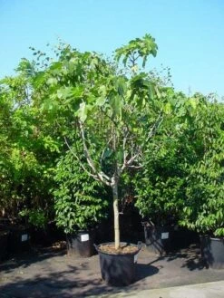 Vijg Op Stam (Ficus Carica) -DIRECTPLANT Winkel 20120220162356 8